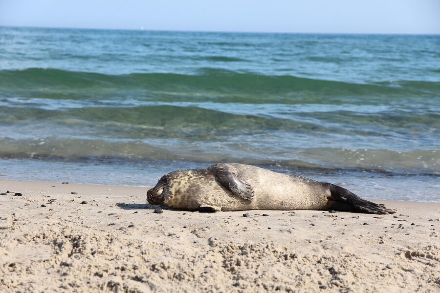 A grey seal resting on the sand at Skagen
