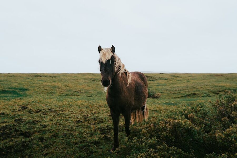 Icelandic horse in a green field