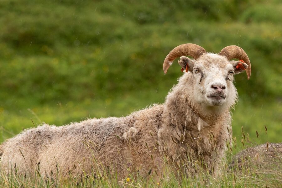 Icelandic sheep grazing in the field