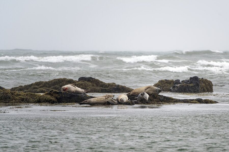 Seals lounging on rocks at Ytri Tunga, Iceland