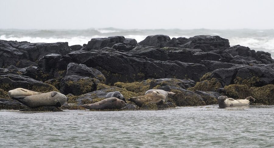 Harbour seals on the rocks at Ytri Tunga beach, Snæfellsnes