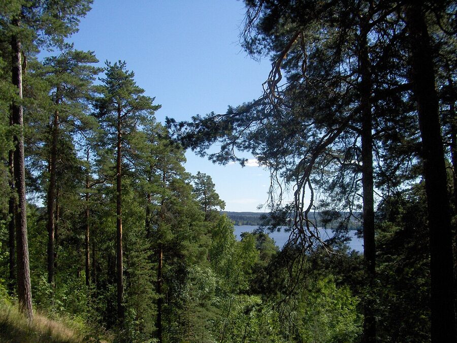 The forested Pyynikki ridge in Tampere with a path winding through the pine trees