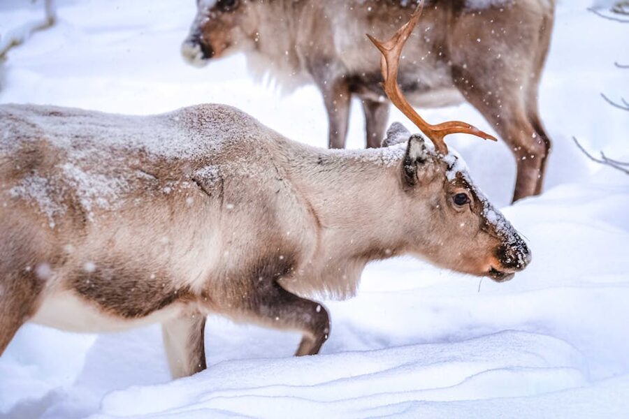 Reindeer in snowy Finland forest
