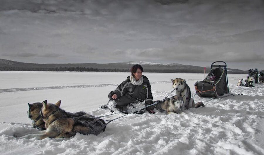 Huskies resting in the snow in Norrbotten Sweden