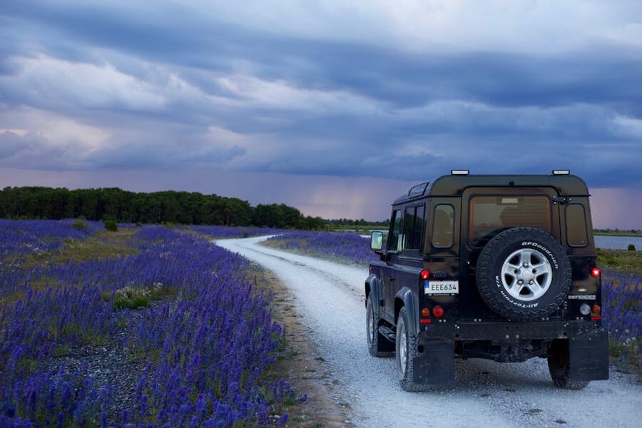 A road through summer wildflowers on Gotland