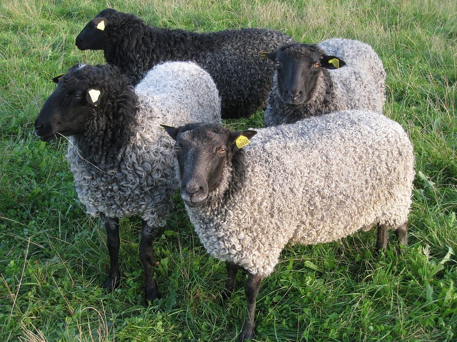 Gotland rams in a stone-walled paddock