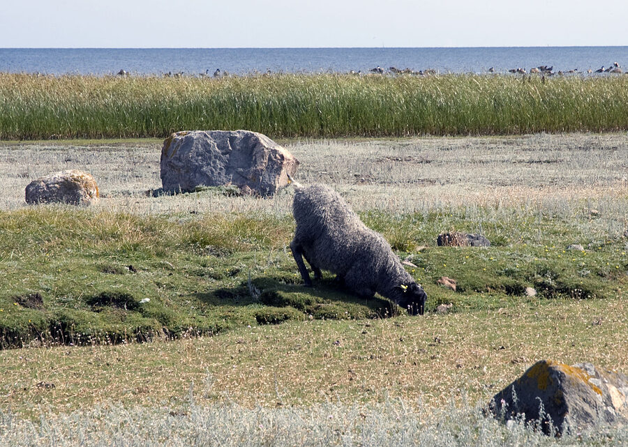 Gotland sheep grazing in an open meadow