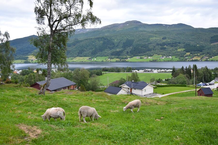 Pastoral landscape with sheep near Voss, western Norway