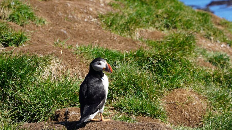 Atlantic Puffin standing on grassy terrain in Iceland