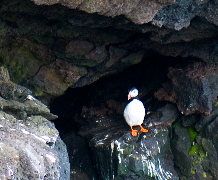 Puffin on a Vestmannaeyjar cliff