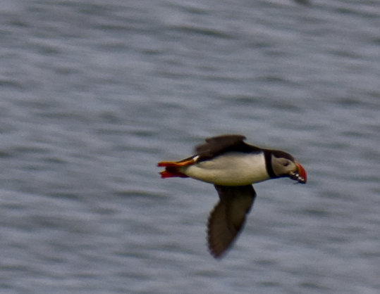 Puffin in flight over the cliffs