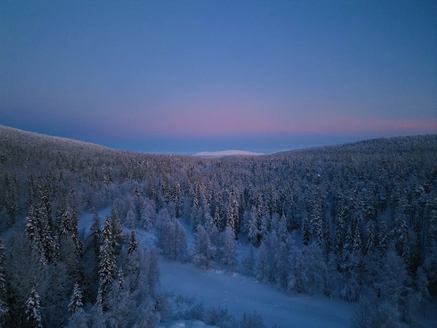 Snowy forest at dusk in Yllasjarvi